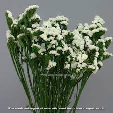 STATICE PACIFIC BIANCO PURO GR.10 - Foto 4